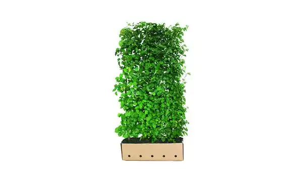 Quickhedge Winterlinde 200 cm - Tilia cordata • Gras en Groen Winkel