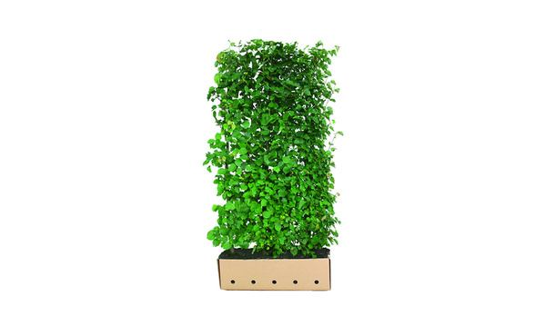 Quickhedge Winterlinde 200 cm - Tilia cordata • Gras en Groen Winkel