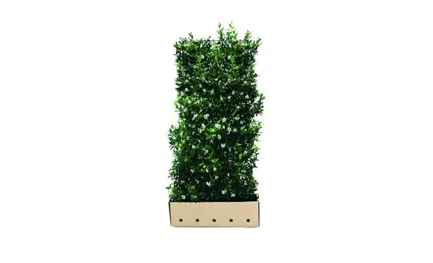 Quickhedge Toscaanse Jasmijn 180 cm - Trachelospermum jasminoides • Gras en Groen Winkel