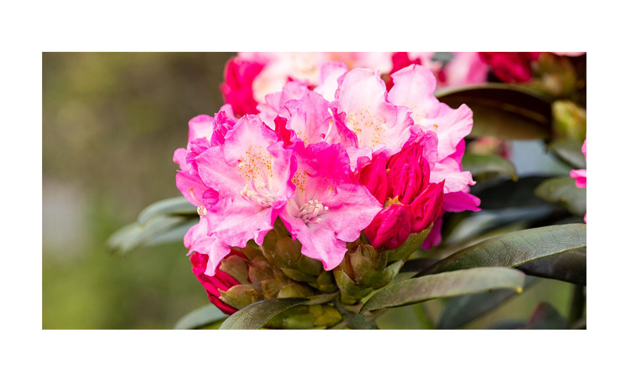 Rhododendron 'Kalinka' - Rhododendron (Y) Kalinka • Gras en Groen Winkel