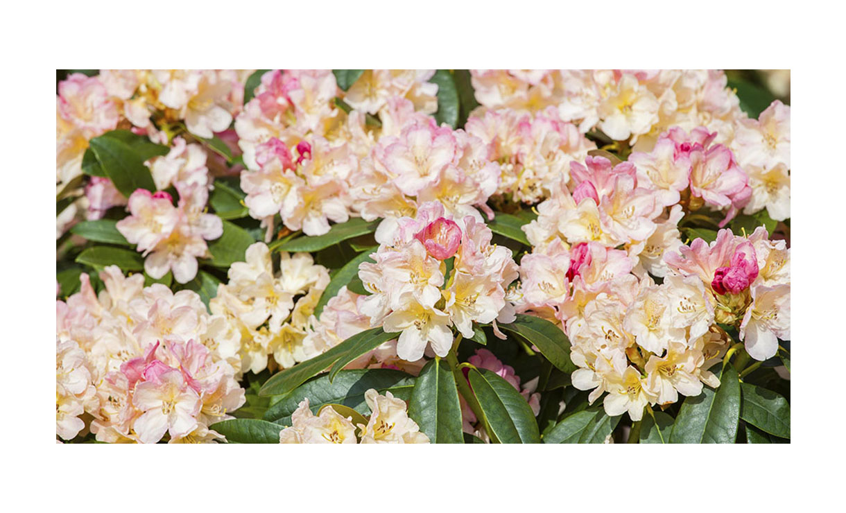 Rhododendron 'Percy Wiseman' - Rhododendron (Y) Percy Wiseman • Gras en Groen Winkel