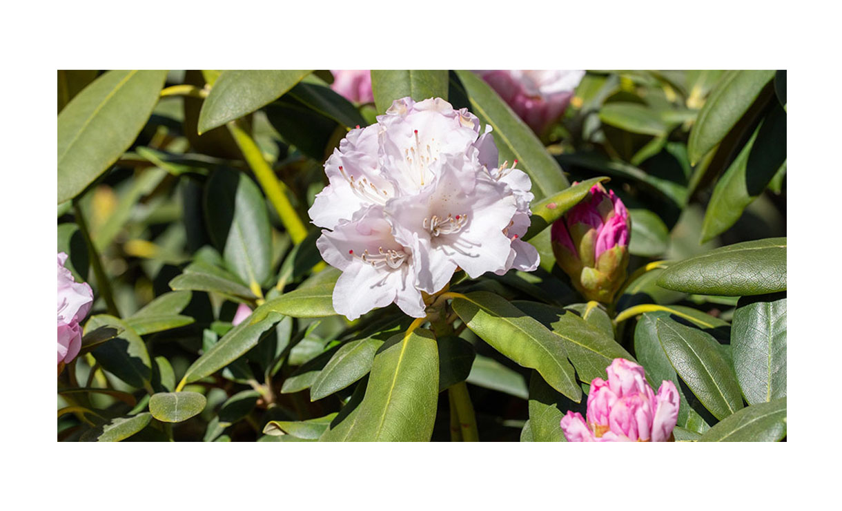 Rhododendron 'Schneekrone' - Rhododendron (Y) Schneekrone • Gras en Groen Winkel