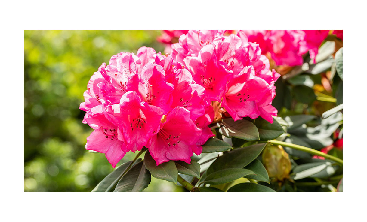Rhododendron 'Anna Rose Whitney' - Rhododendron Anna Rose Whitney • Gras en Groen Winkel