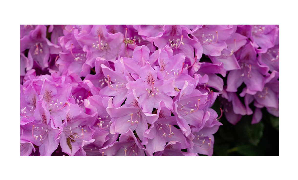 Rhododendron 'Catawbiense Boursault' - Rhododendron 'Catawbiense Boursault' • Gras en Groen Winkel
