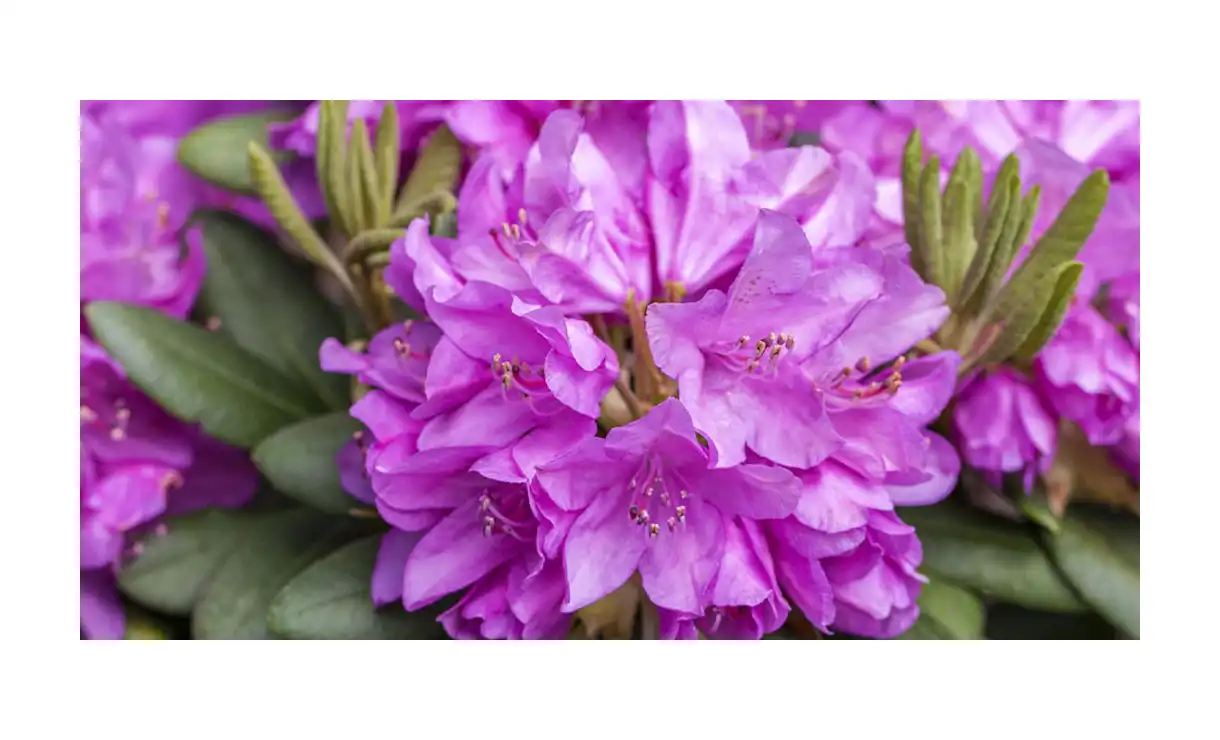 Rhododendron 'Catawbiense Grandiflorum' - Rhododendron 'Catawbiense Grandiflorum' • Gras en Groen Winkel