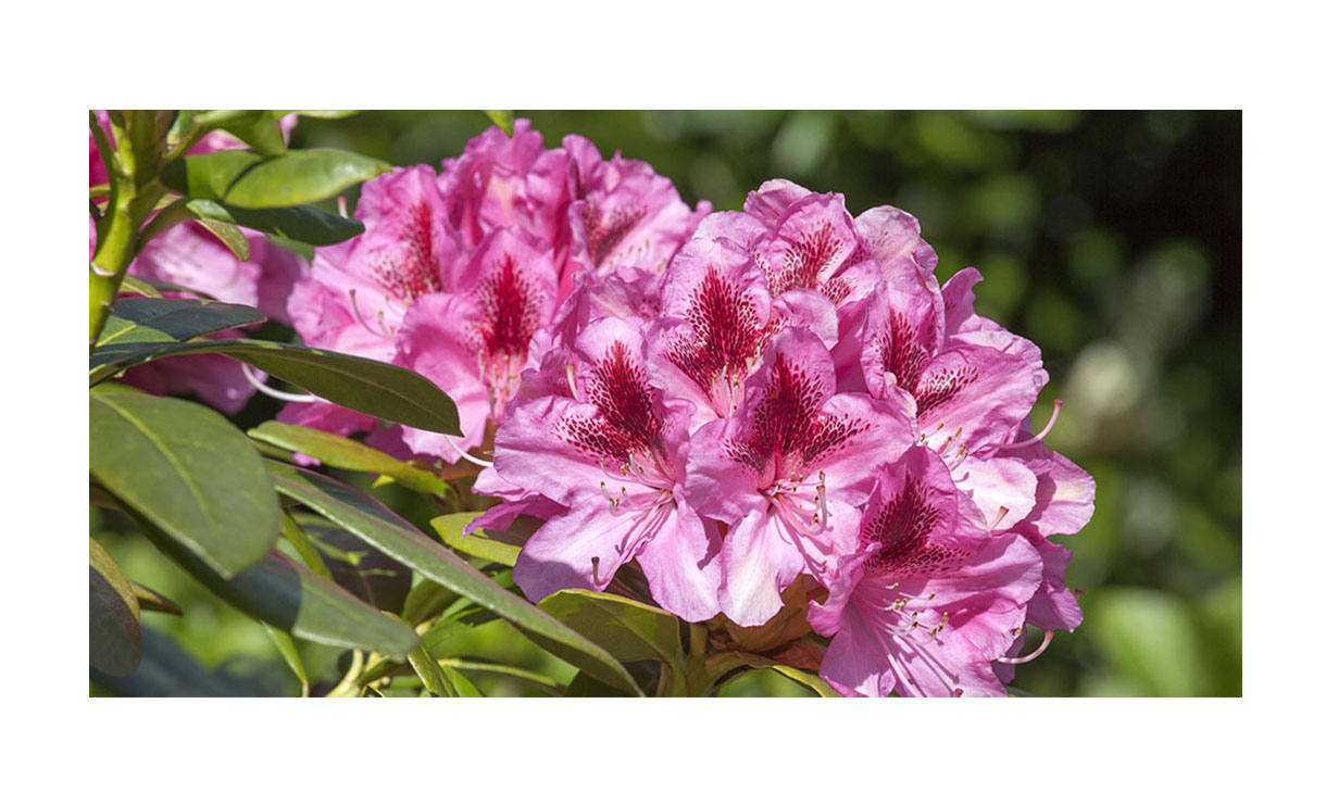 Rhododendron 'Cosmopolitan' - Rhododendron 'Cosmopolitan' • Gras en Groen Winkel