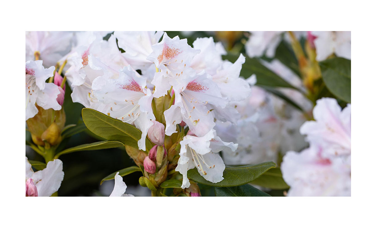 Rhododendron 'Cunninghams White' - Rhododendron 'Cunninghams White' • Gras en Groen Winkel