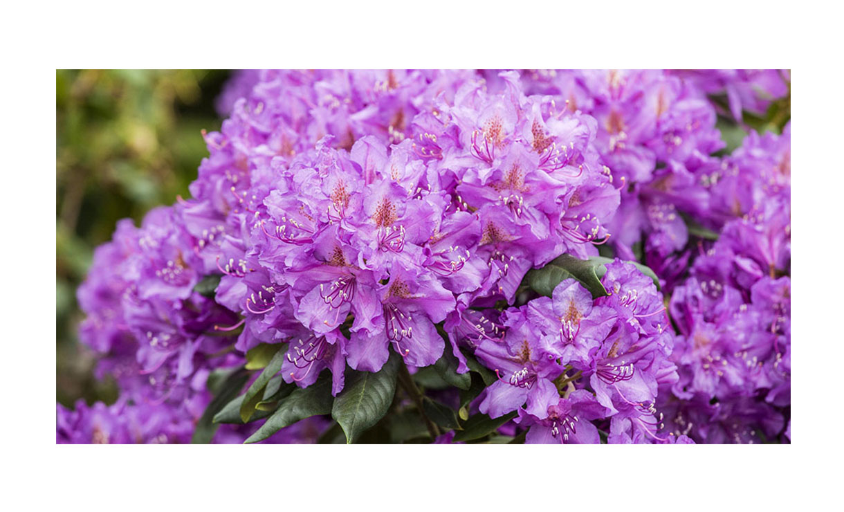 Rhododendron 'Lee's Dark Purple' - Rhododendron 'Lee's Dark Purple' • Gras en Groen Winkel