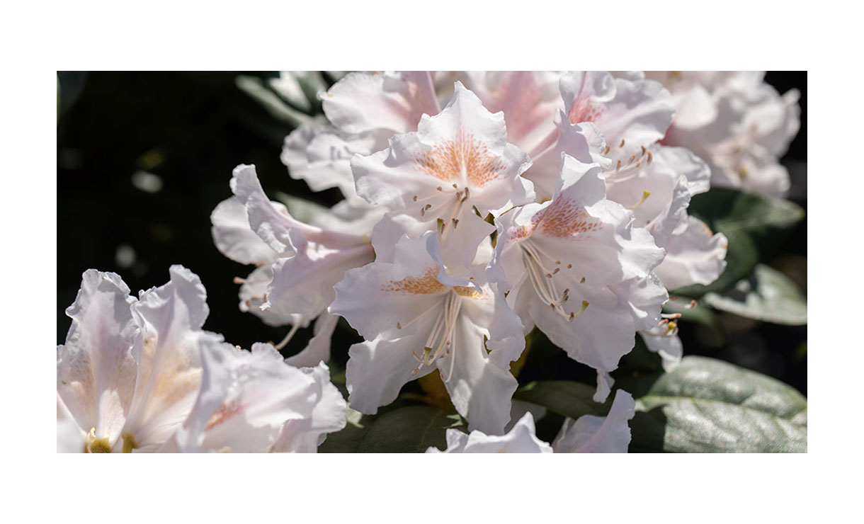 Rhododendron 'Madame Masson' - Rhododendron 'Madame Masson' • Gras en Groen Winkel