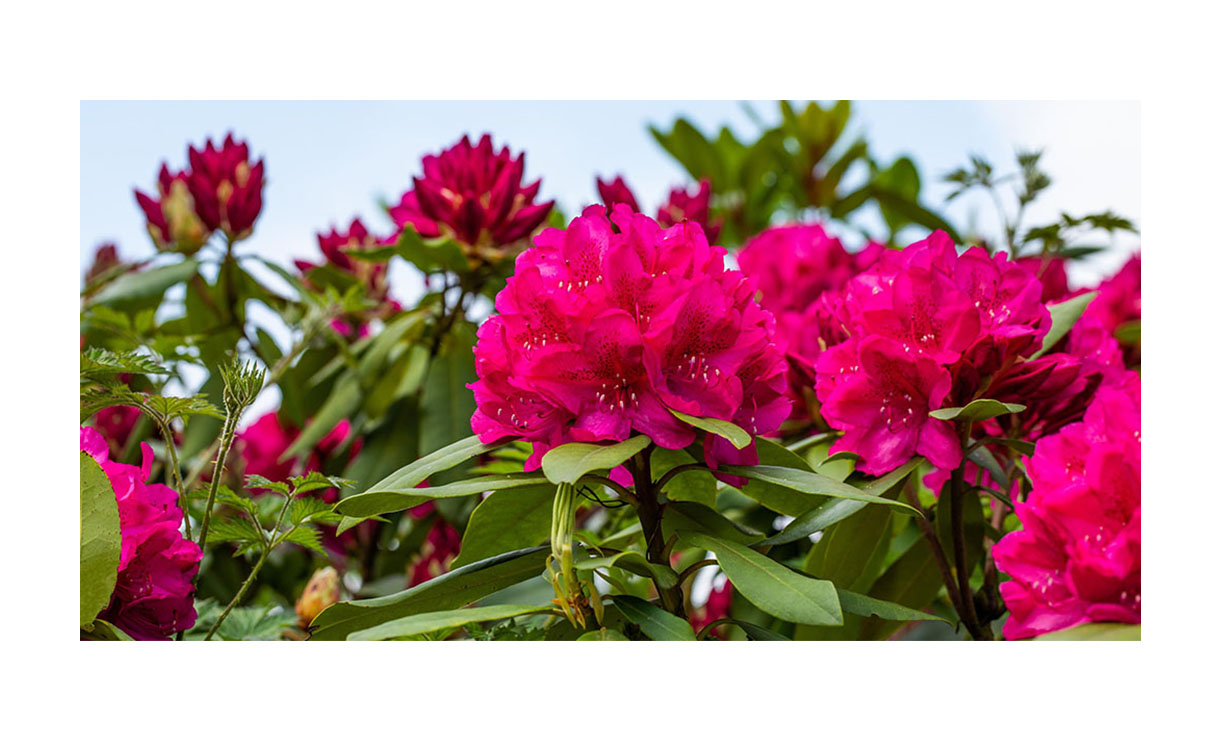 Rhododendron 'Nova Zembla' - Rhododendron 'Nova Zembla' • Gras en Groen Winkel