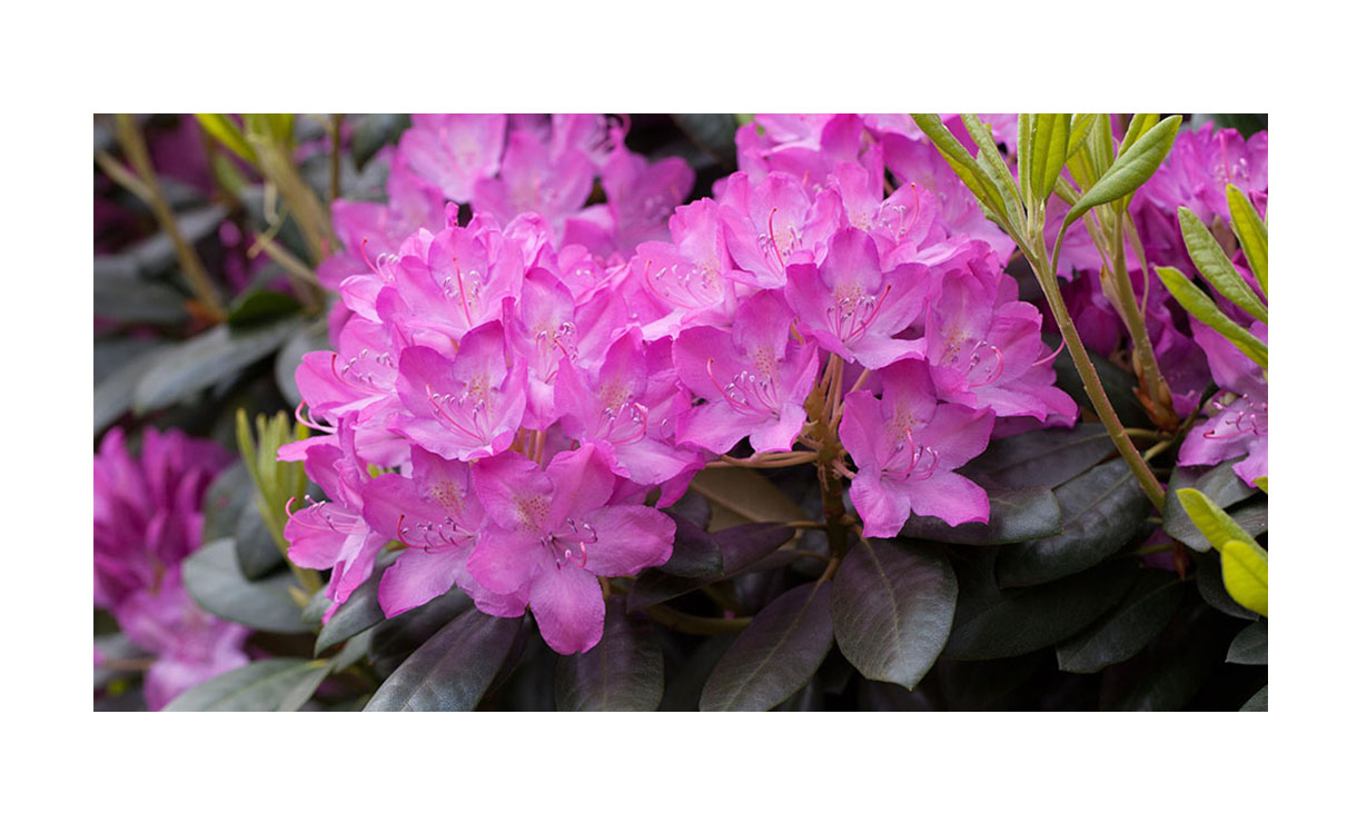 Rhododendron 'Roseum Elegans' - Rhododendron 'Roseum Elegans' • Gras en Groen Winkel