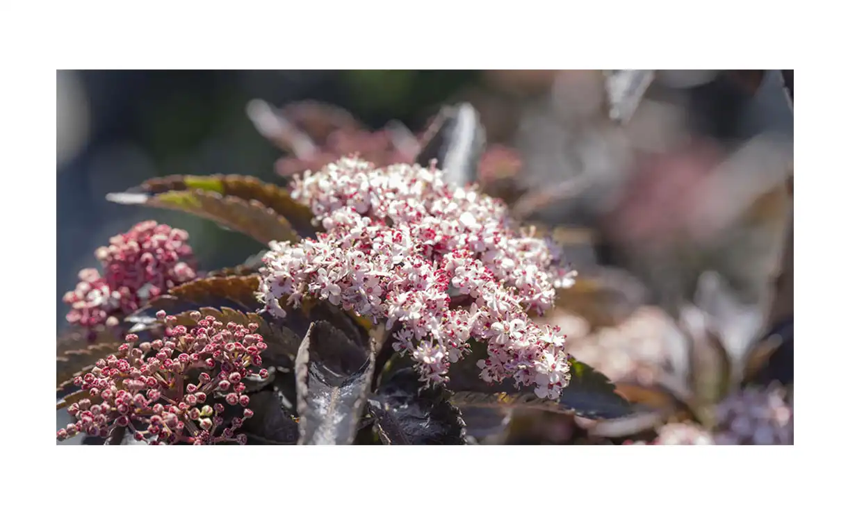 Zwarte vlier 'Black Tower' - Sambucus nigra Black Tower • Gras en Groen Winkel