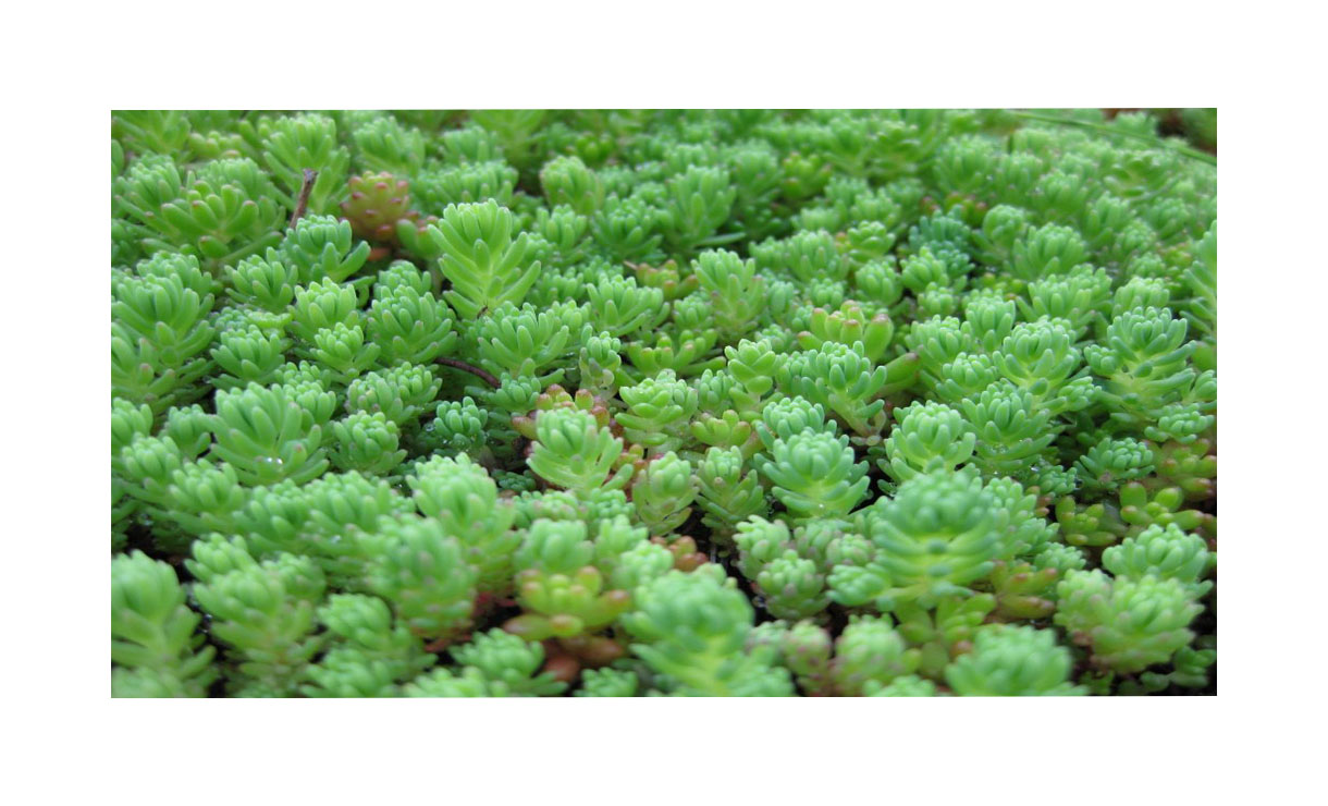 Sedumscheuten mix 10 kg - 8-10 soorten sedum - Sempergreen • Gras en Groen Winkel