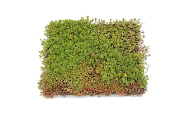 Sedumcassette Place and Go - Sempergreen - 3,33 p/m² • Gras en Groen Winkel