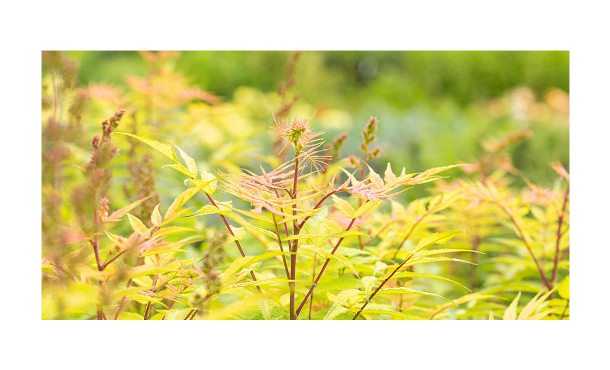 Lijsterbesspirea - Sorbaria sorbifolia Sem • Gras en Groen Winkel