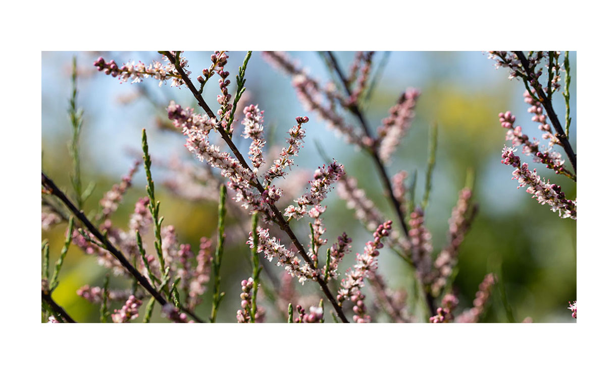 Tamarix parviflora - Tamarix parviflora • Gras en Groen Winkel