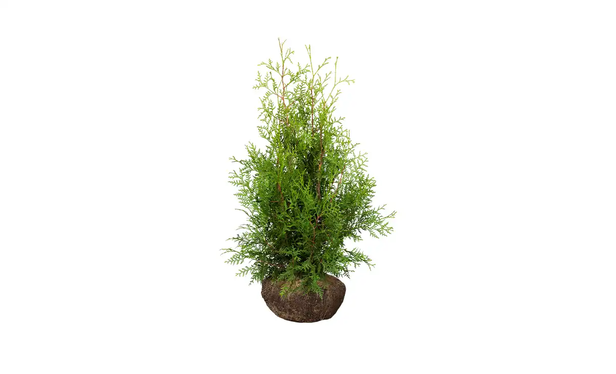 Thuja 'Brabant' kopen? Gras en Groen Winkel!